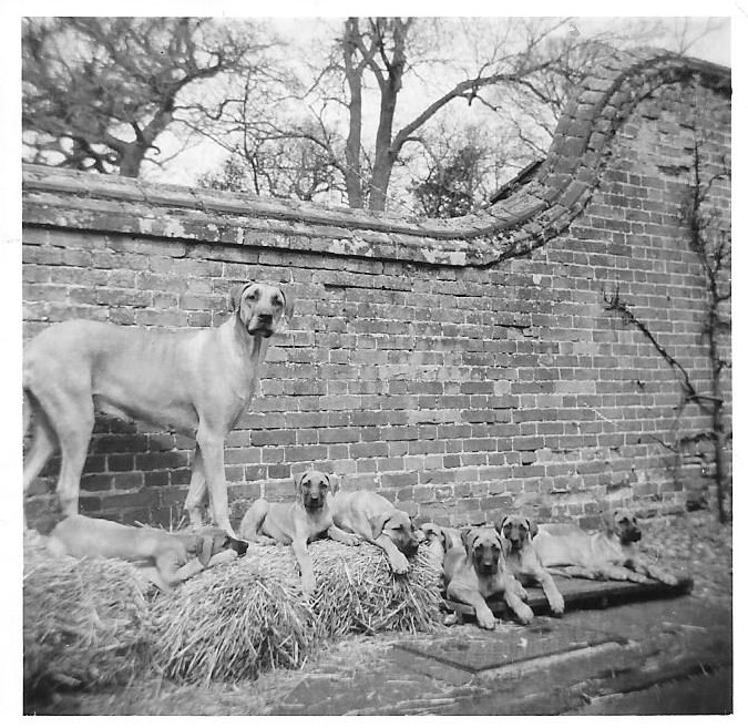 Gerda And Pups